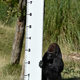 The honors system: “Kimbuka,” a western lowland gorilla, holds a height chart in 2014. (Reuters/Toby Melville)